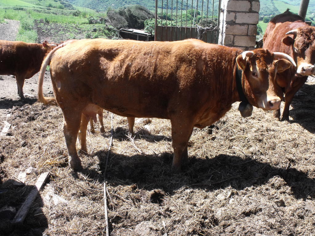 Agriturismo Sa Tanca Noa Tergu Kültér fotó